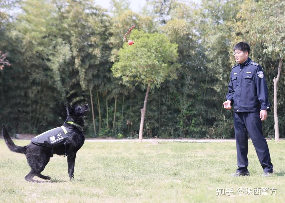 警营汪星人集合咸阳警犬年度训练现场海量图片