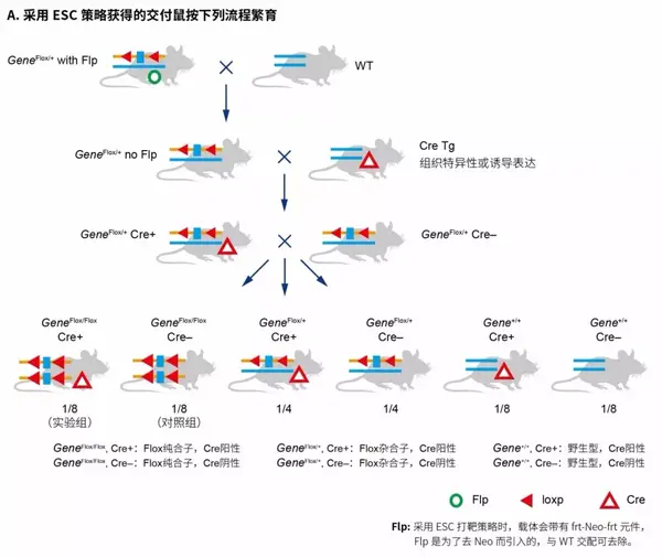 基因修饰小鼠的计划生育手册