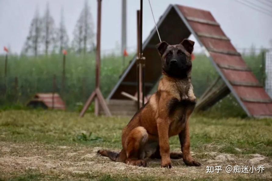 马犬是否纯种,看这些地方就行,因为串串是装不出来的 - 知乎