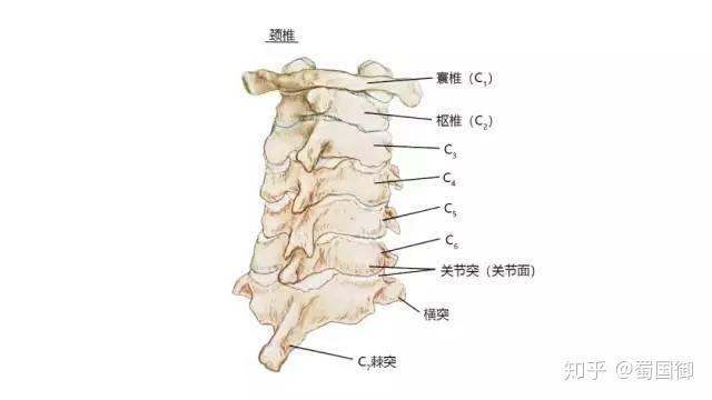 長期伏案作業,操作電腦,玩手機等極易造成頸椎屈頸過度,長期屈頸會