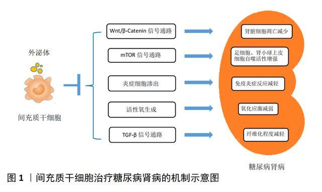 糖尿病腎病的發病機制