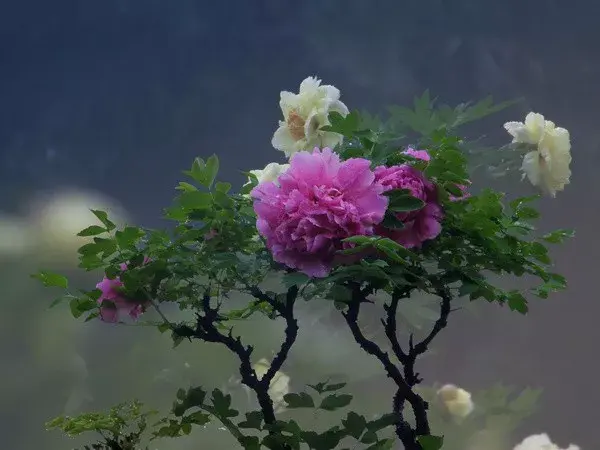 瞭解植物穀雨三朝看牡丹花開時節動京城