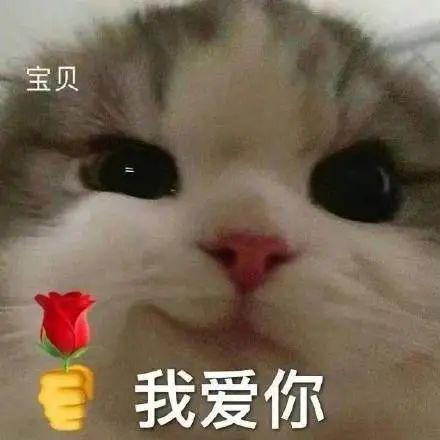 猫咪手拿玫瑰表情包图片