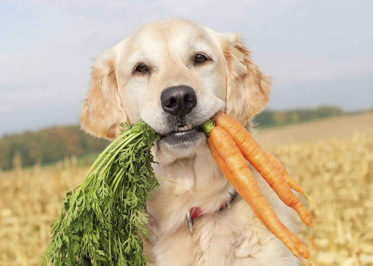 下面这8种东西伤害不小,切记不可给狗狗吃!