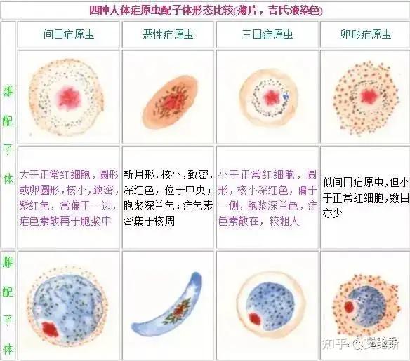 诺奖与疾病研究史(2)——疟疾(上)|疟疾史及疟原虫的