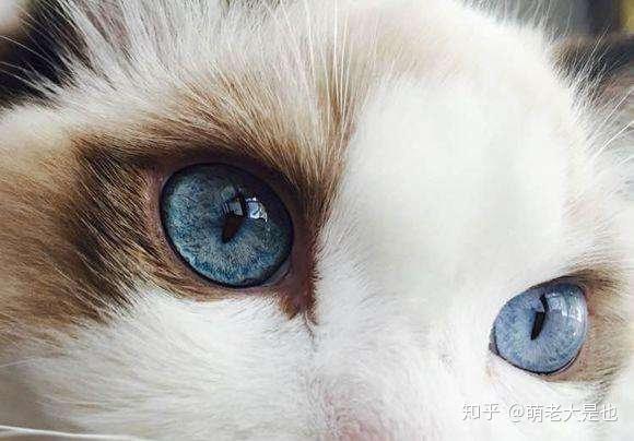 猫咪真的是色盲吗？ - 知乎