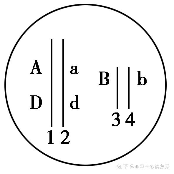什么叫做同源染色体非同源染色体 v2-c1bf27895812ab3b217f7c560f836836_r.jpg