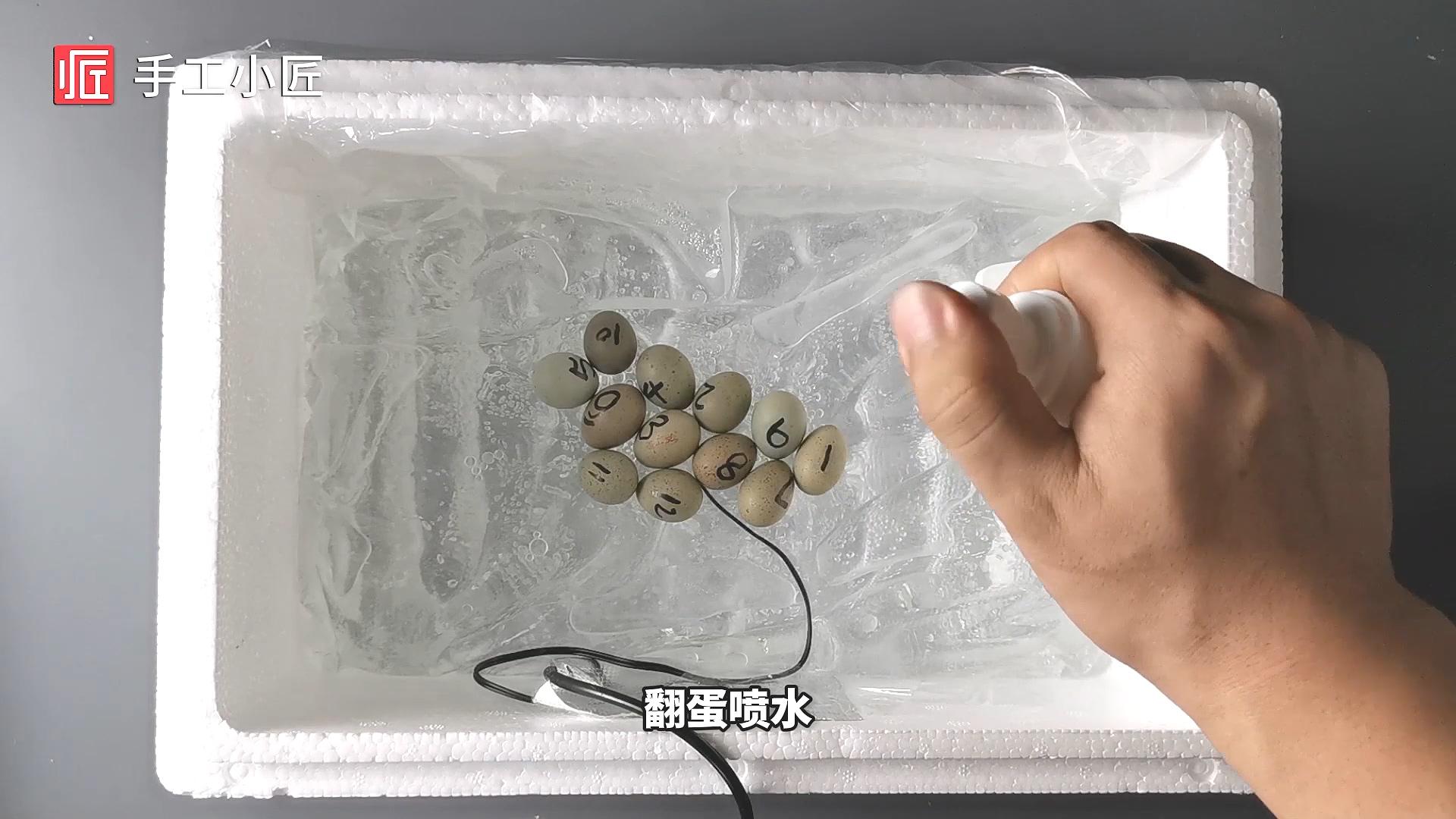 记录芦丁鸡破壳全过程小鸡还没有拇指大