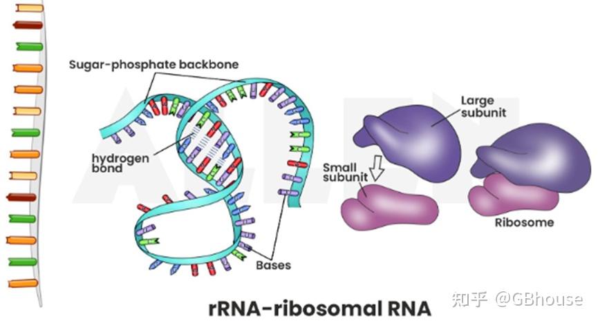 常见16 种 RNA 结构及其功能介绍，为什么你的研究是某一类特定RNA - 知乎