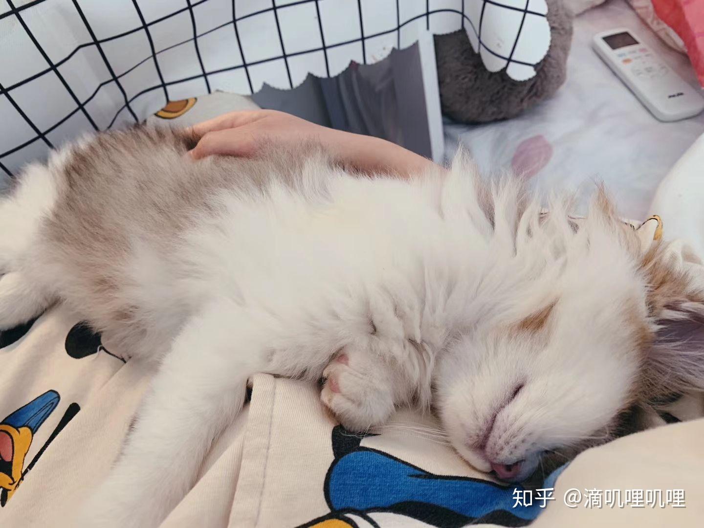 狸花猫可以漂亮到什么程度? - 知乎