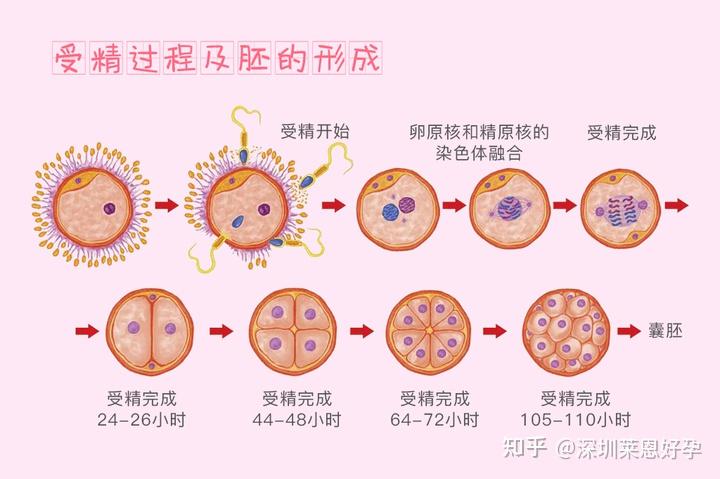 卵子/卵泡和胚胎数量为何不一样? - 知乎