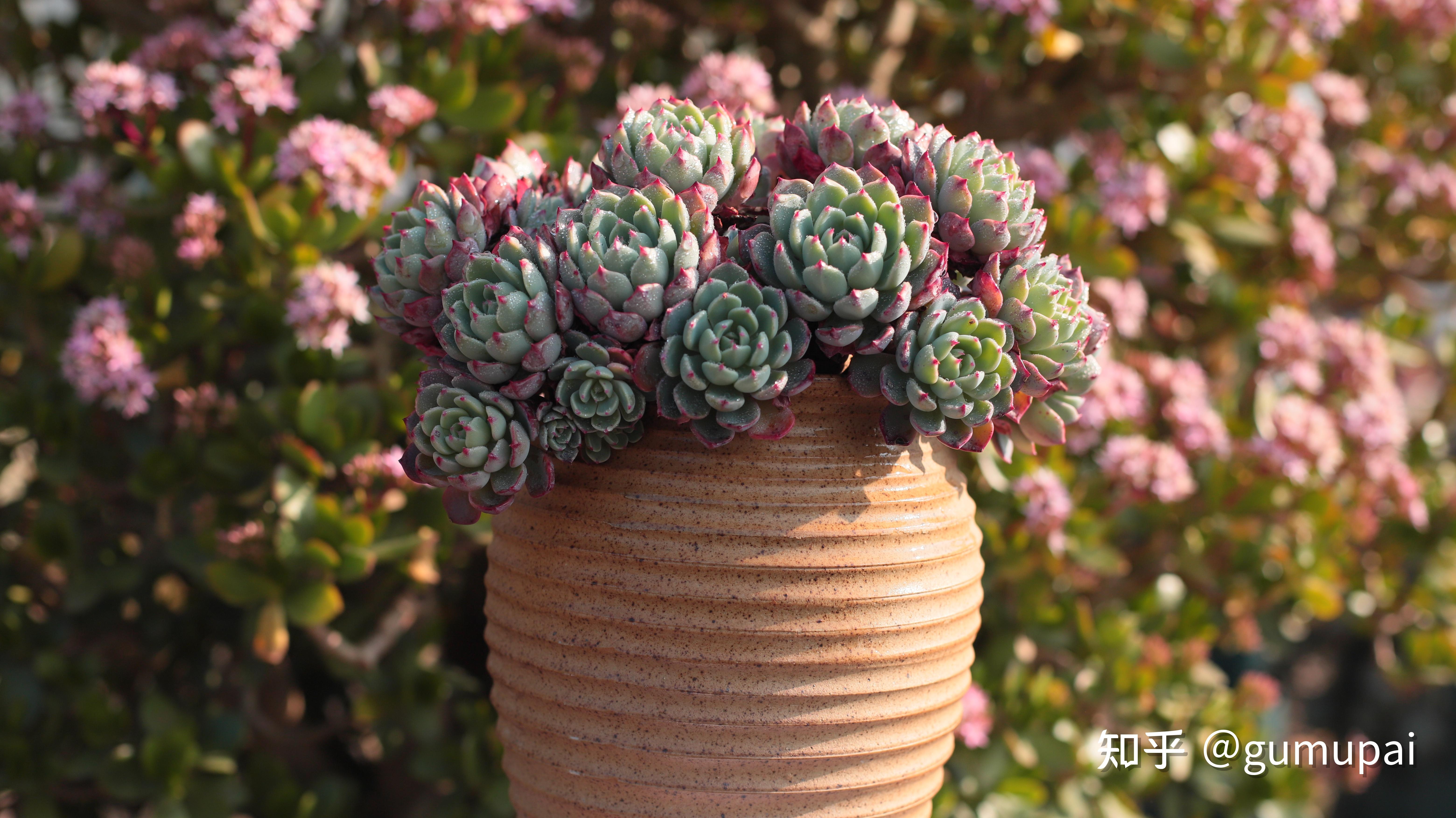 当你看到色彩绚丽,圆润可爱的多肉植物,你是否也肯我一样,对它们也"一