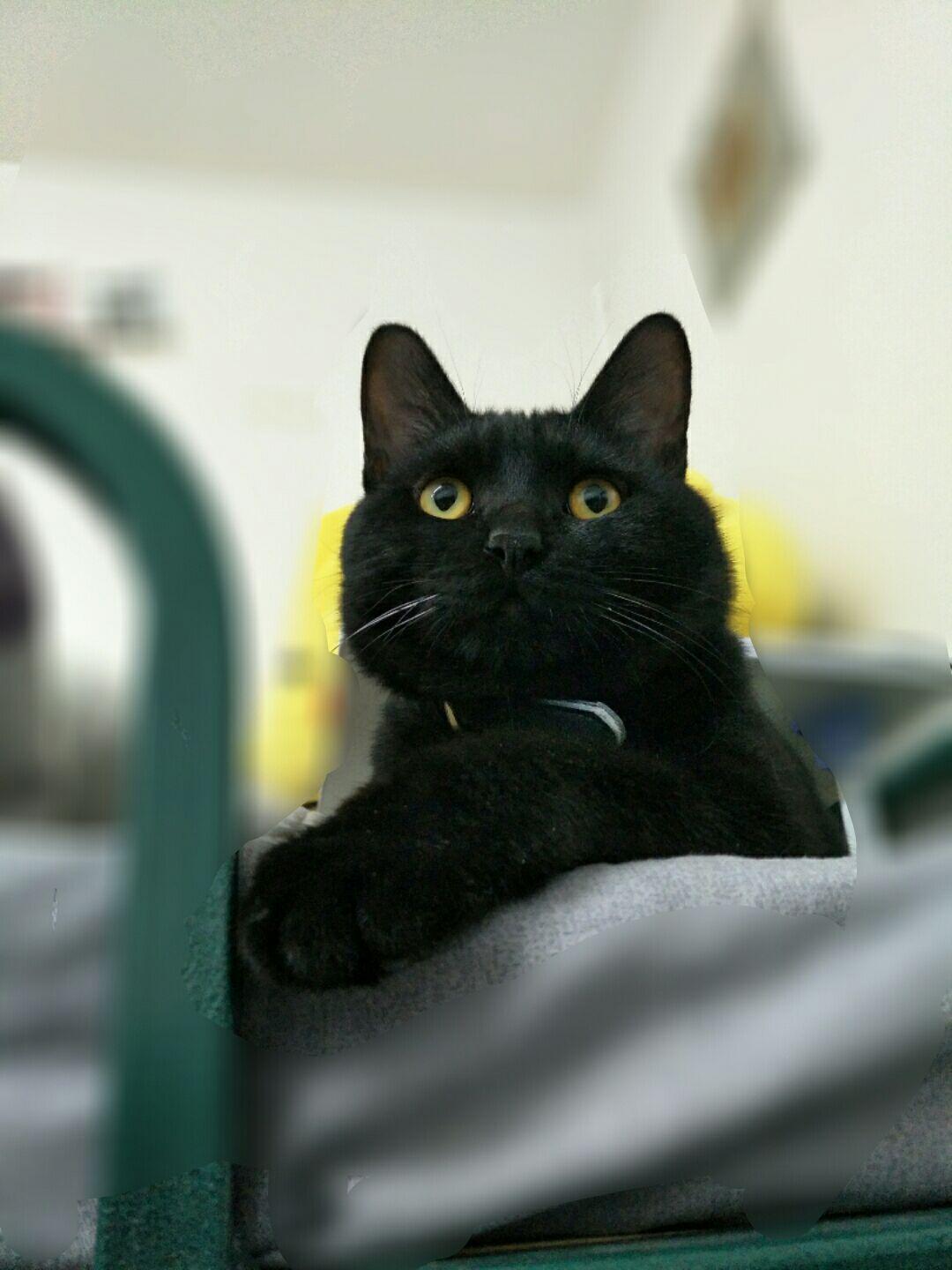 在大学宿舍养猫的可能性大吗?