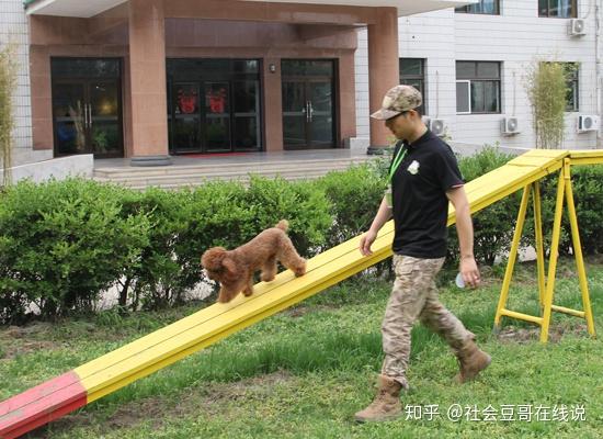 正规的训犬师培训学校有哪些