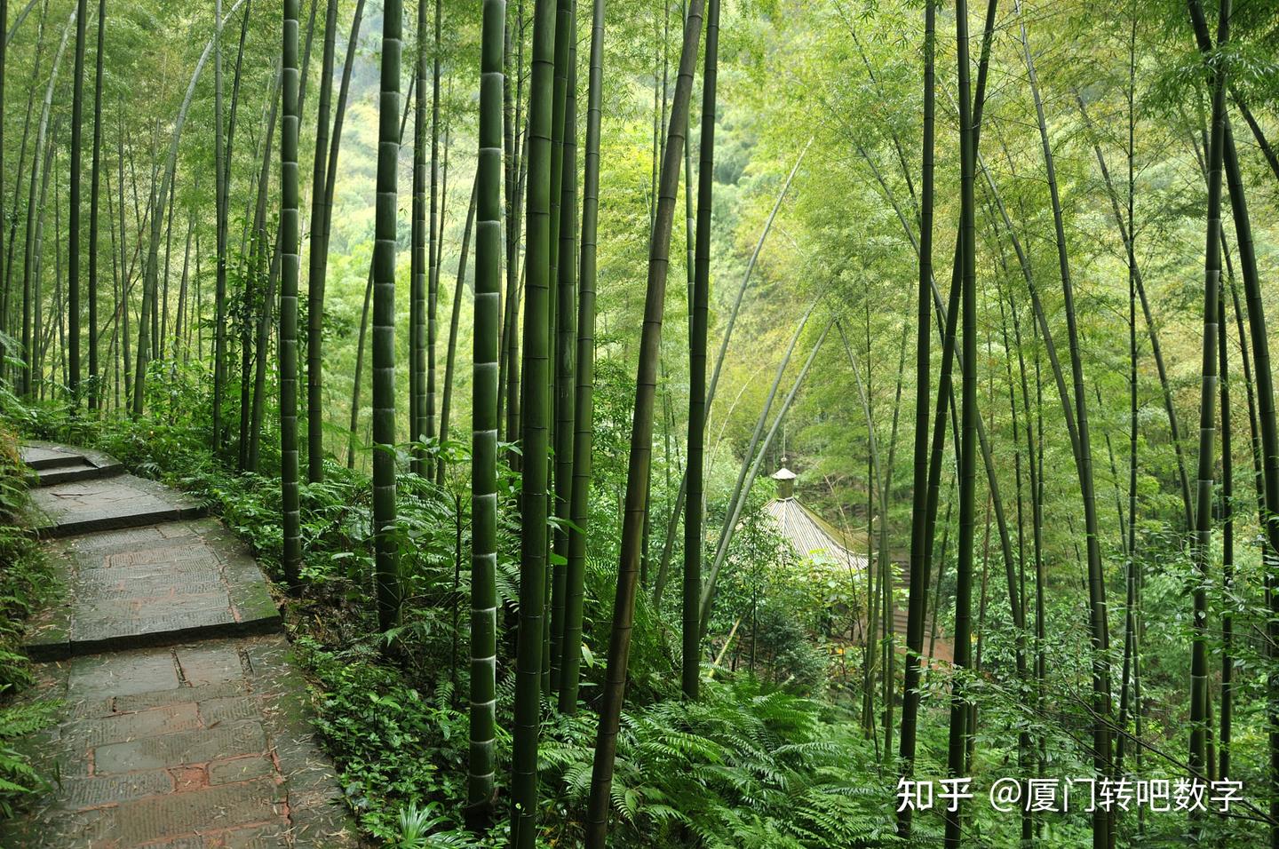 一张纸的变化:用竹浆造纸代替木浆造纸 - 知乎