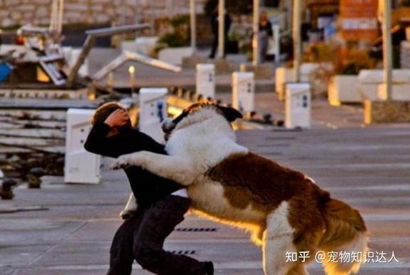 狗狗这五大行为主人见一次打一次不然它会更嚣张