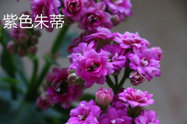 长寿花的6大紫色系列,这也太美了吧!