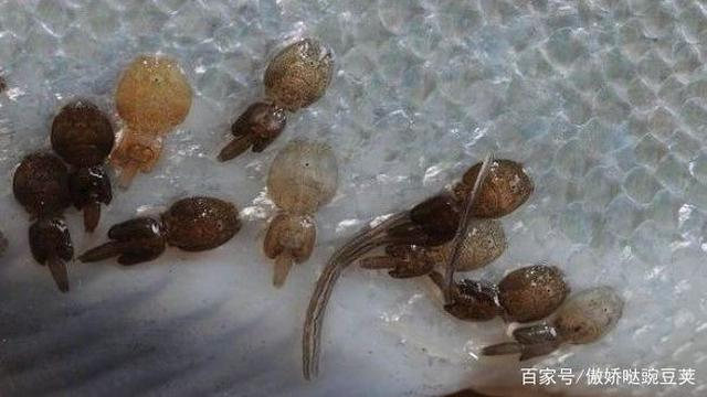 东京奥运会在东京湾马拉松游泳练习结束后有吸附力很强的虫在皮肤上