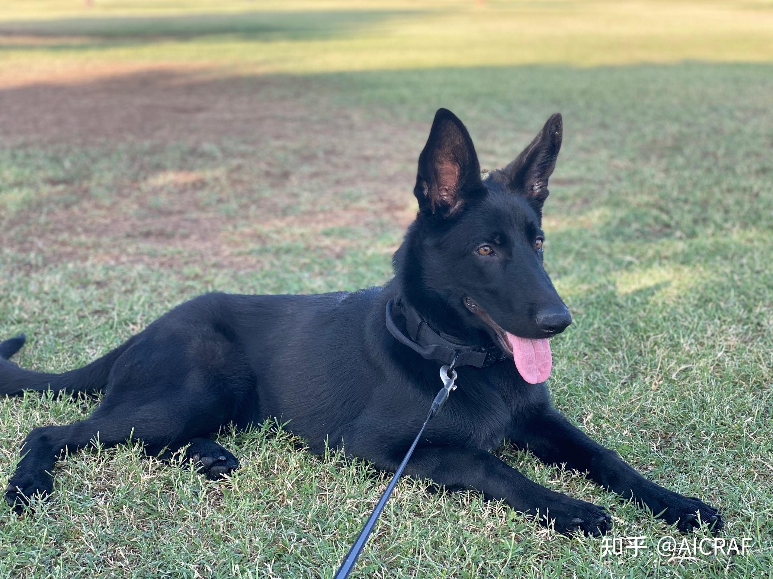 养一只纯黑德国牧羊犬是什么感受