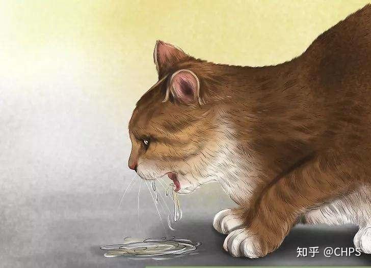 肠胃猫高清图图片