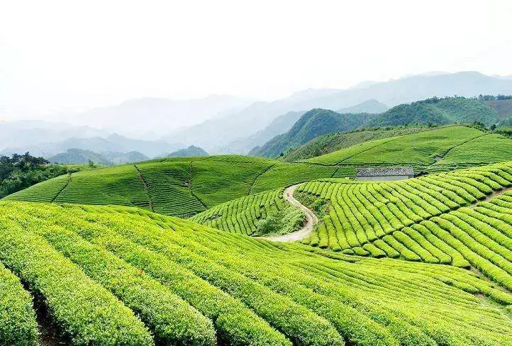 中国各地的茶风茶俗，有多不一样？