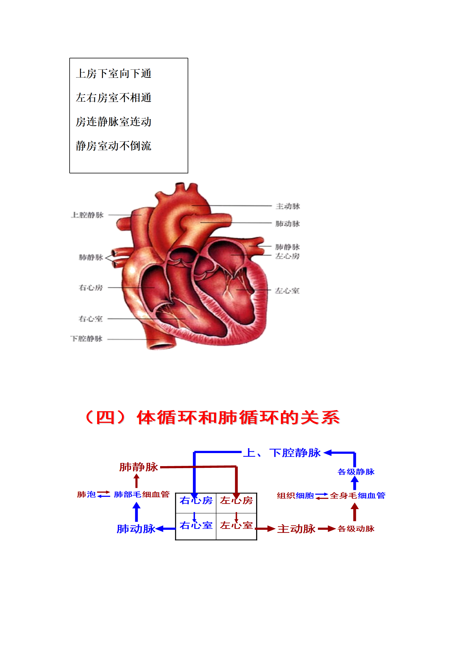 [初中生物] 专题04 人体的呼吸,人体的物质循环