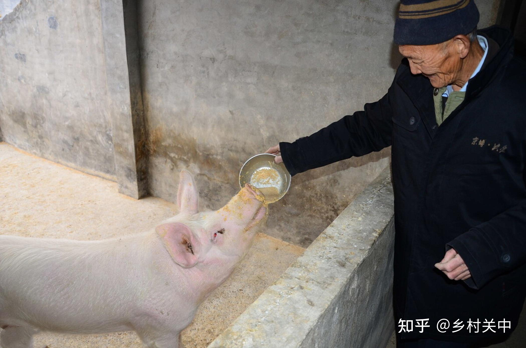 豬價大跌養豬戶成本飆漲他們還會絕處逢生嗎