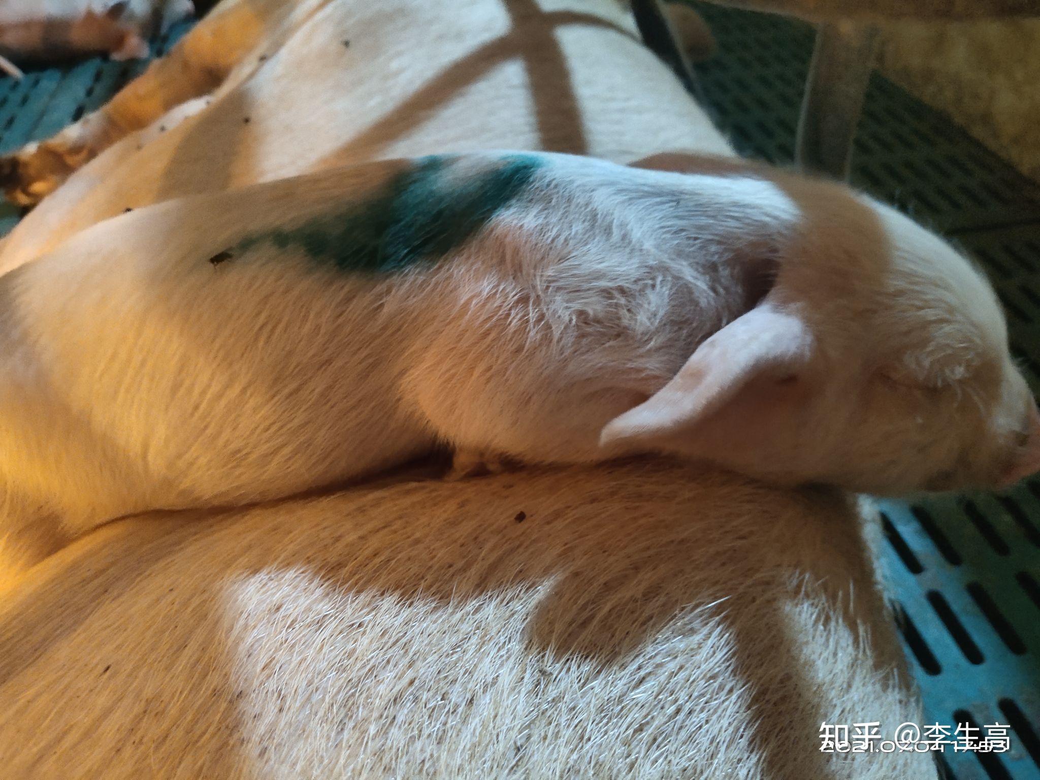 漏肠猪不进行处理,会影响销售.