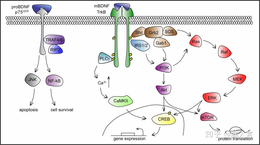 运动如何影响神经功能