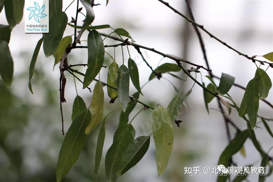 【景观人植物理论系列】华南地区常用常绿乔木总结 - 知乎
