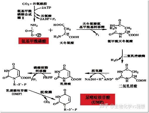核苷酸不是人体必需的营养物质----嘧啶核苷酸的从头合成途径 - 知乎