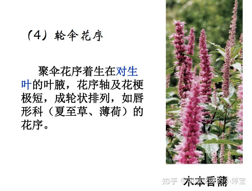 根茎叶花叶果实种子形态 - 知乎