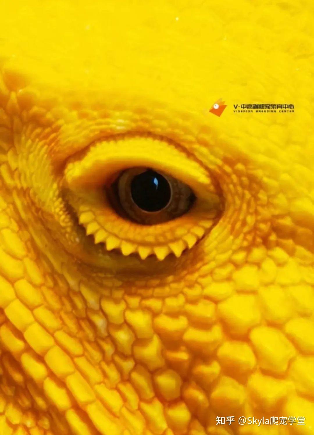 鬃狮蜥总是闭眼怎么办? - 知乎