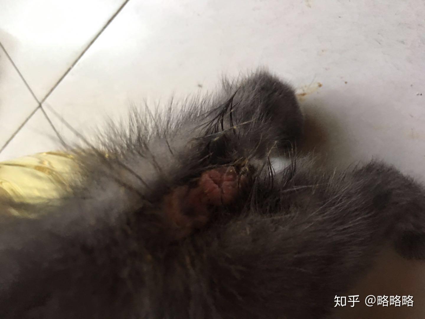 猫咪拉肚子肛门红肿漏屎怎么了啊