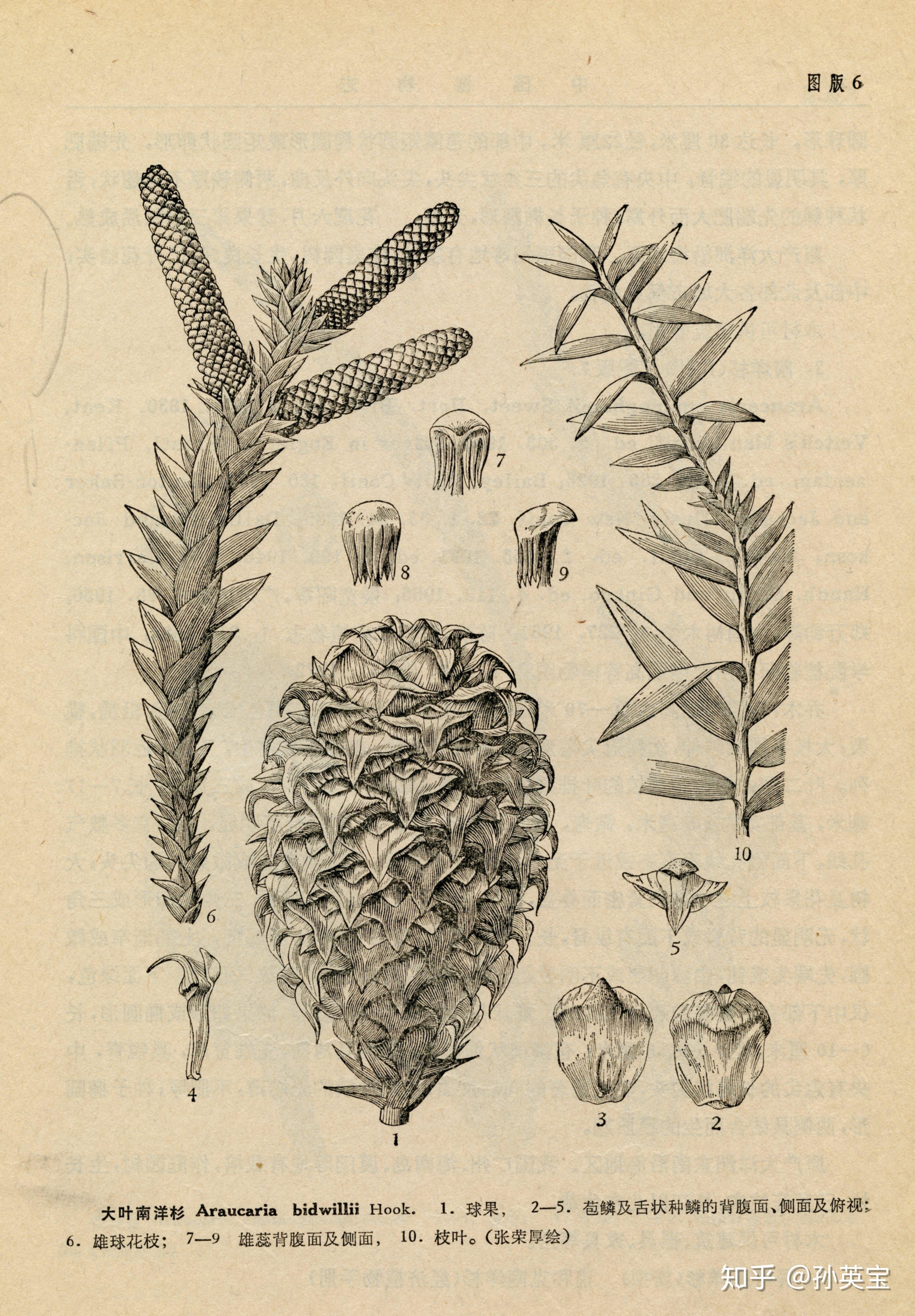 科学绘画墨线绘制魔术师张荣厚