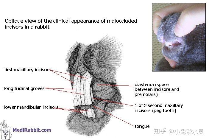 兔子的牙齿系列(二)兔牙常见病