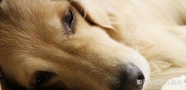 狗狗出现以下症状 就很大可能的心脏病了 知乎