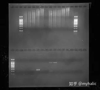 科研小白|实验入门第四讲——PCR技术 - 知乎