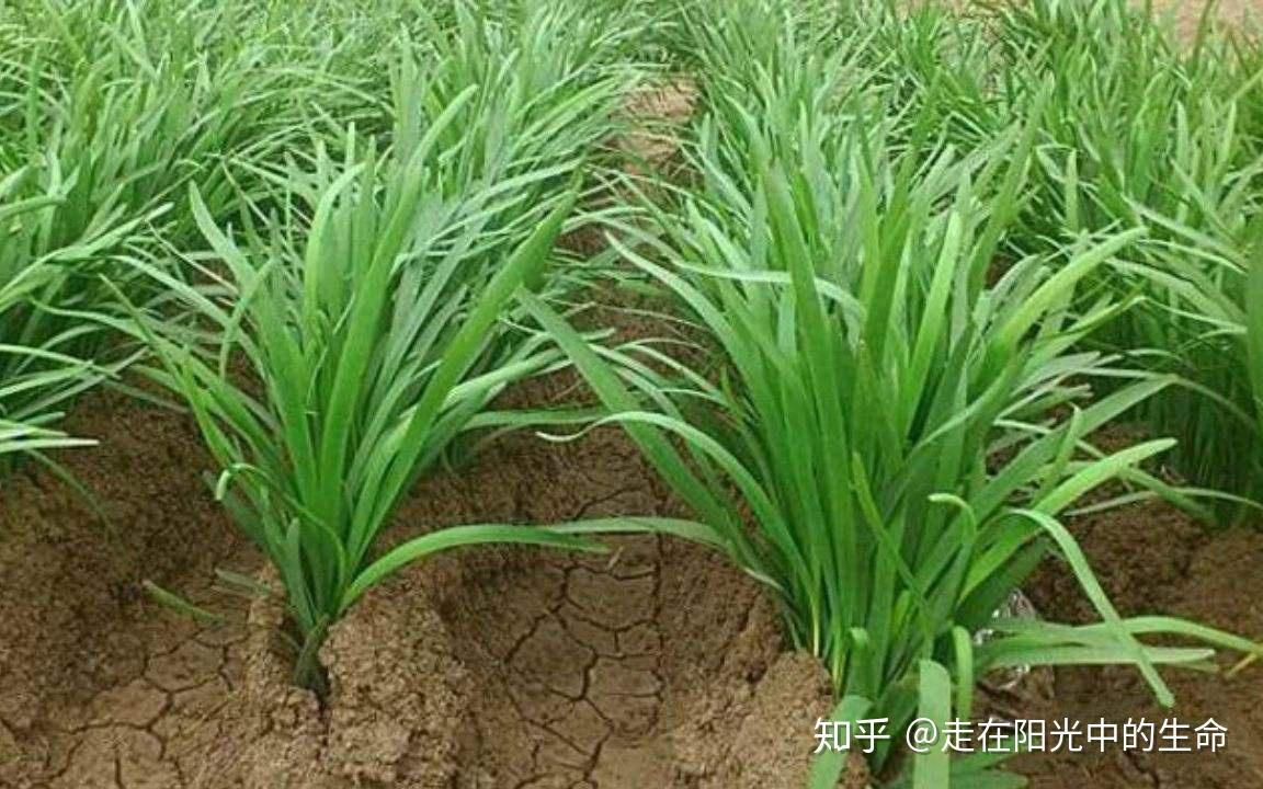 吃韭菜对身体有哪些影响？关于韭菜的作用你知道多少- 知乎