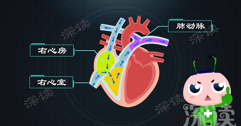 心律失常咋回事心慌胸悶背後真相是啥房顫發病機制動漫版