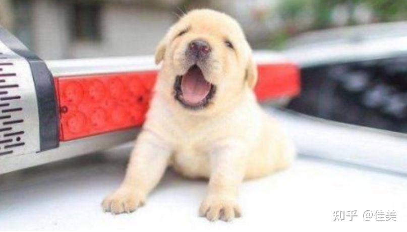 狗为啥会得肠胃炎 v2-c27fc70d48882ae12cf2e452c17553ca_r.jpg