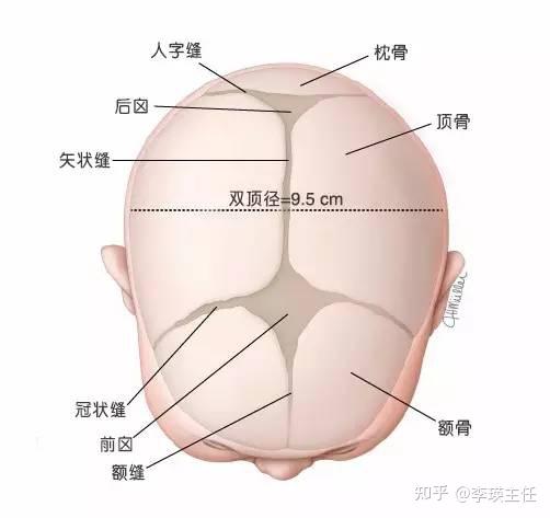 后枕部在哪示意图图片