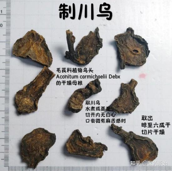 带你识别草乌 - 知乎