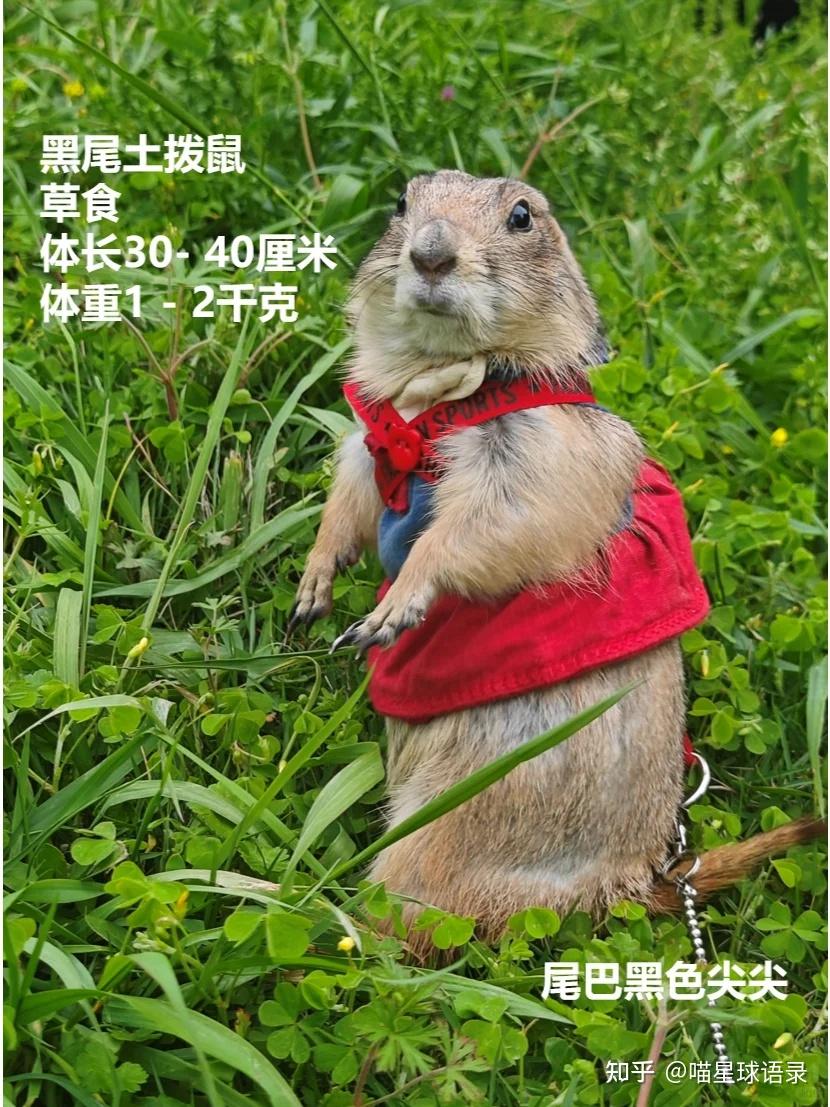 黑尾土拨鼠、旱獭、黄鼠:选择适合你的宠物 - 知乎