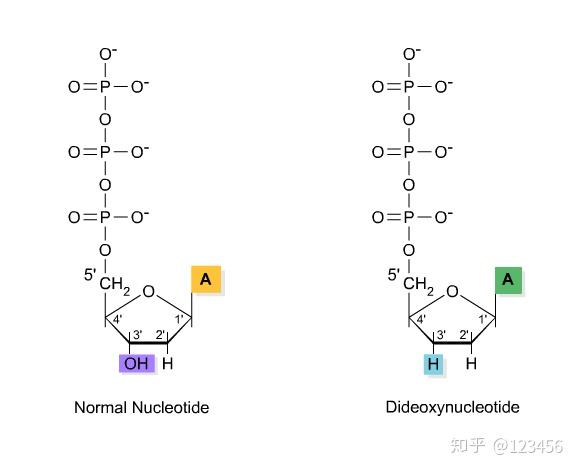 测序仪原理基因组学的起点一代测序sangersequencing