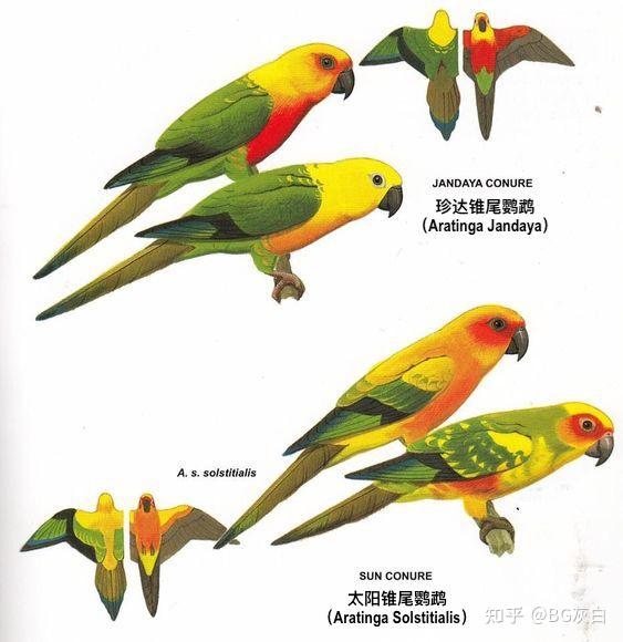 如何辨别太阳锥尾鹦鹉珍达锥尾鹦鹉黄胸鹦哥