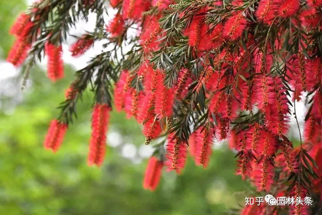 由于红千层树姿优美,花形奇特,适应性强,观赏价值高,被广泛应用于各类