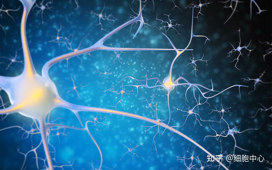 间充质干细胞在神经损伤修复中的作用 - 知乎