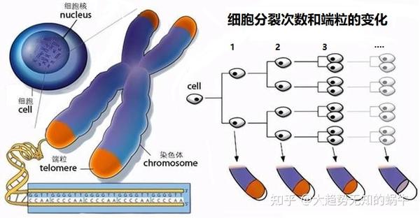 我们不知道答案的125个科学问题(65)端粒和着丝粒 - 知乎