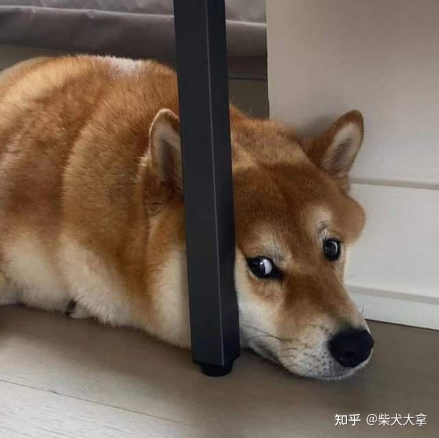 5000买了只失格的柴犬算贵吗